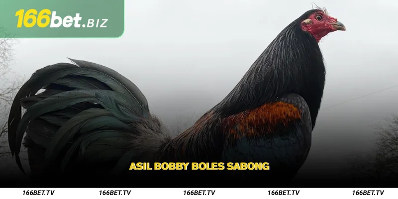 Asil Sabong – A linha de frangos de briga de alta qualidade da Índia 3 Asil Bobby Boles Sabong