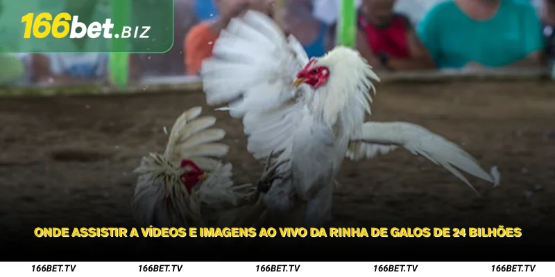 24 Bilhões de Brigas de Galo – Torneio Clássico Cheio de Drama 3 Onde assistir a vídeos e imagens ao vivo da rinha de galos de 24 bilhões